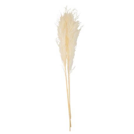 PAMPAS ΕΚΡΟΥ 80 CM   3 ΤΜΧ Beauty Home