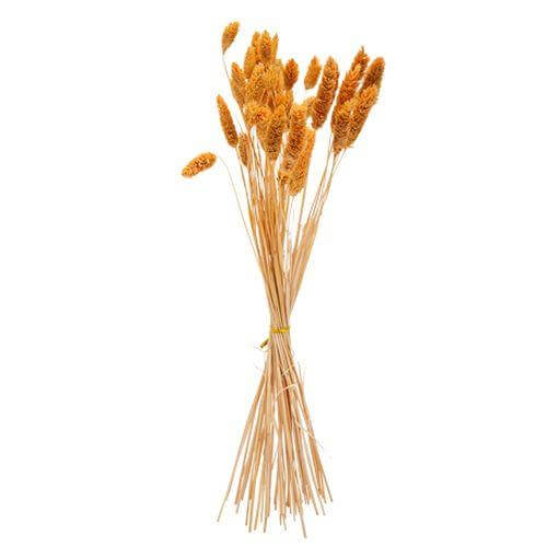 ΜΠΟΥΚΕΤΟ Phalaris ΜΟΥΣΤΑΡΔΙ 60cm – 50 ΤΜΧ Beauty Home