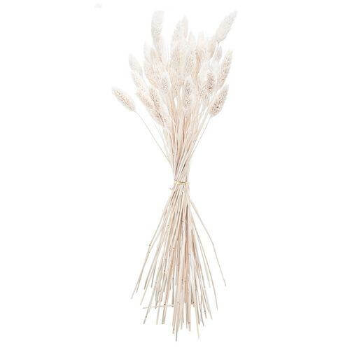 ΜΠΟΥΚΕΤΟ  Phalaris ΦΥΣΙΚΗ  60cm – 50 ΤΜΧ Beauty Home