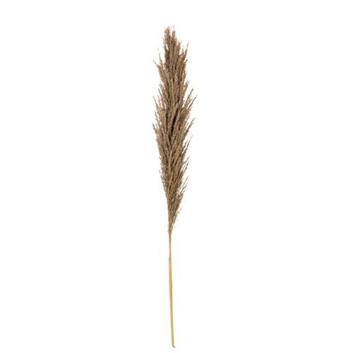 Beauty Home Αποξηραμένο κλαδί Pampas Μοκα 1